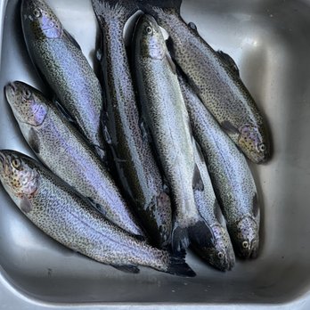 Ozark Trout Runners - Our catch!!! - Fishing Near Me - Branson, Missouri Ozark Trout Runners - Our catch!!! - Fishing Near Me - Branson, Missouri