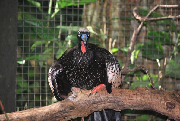 Parque das Aves by null