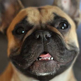 Michael Butchko, DVM - Bentley loves Dr. Butchko - Veterinarians Near Me - Riverside, California Michael Butchko, DVM - Bentley loves Dr. Butchko - Veterinarians Near Me - Riverside, California