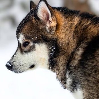 Implants 4 all center - Wolfie the Malamute - Cosmetic Dentists Near Me - Port St. Lucie, Florida