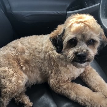 Pono's Pooch Spa - Teddy bear cut. - Pet Groomers Near Me - Hawthorne, California