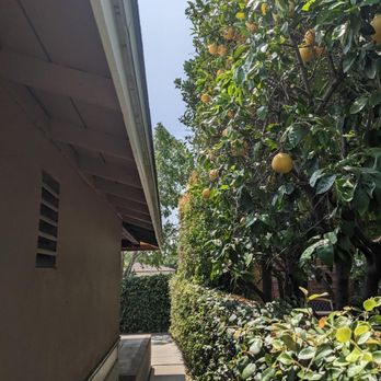 Mendoza's Tree Services - Citrus fruit tree trimmed clear of our roof. - Tree Services Near Me - Hacienda Heights, California