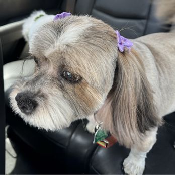 Pet Bath & Beyond - Miley loves her new look! - Pet Groomers Near Me - San Antonio, Texas Pet Bath & Beyond - Miley loves her new look! - Pet Groomers Near Me - San Antonio, Texas