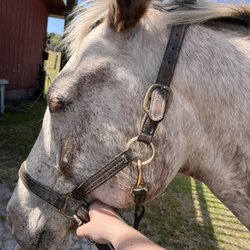 Desperado Trail Rides - Savannah
