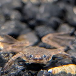 Fish Mania