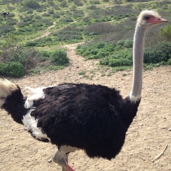 Ostrichland USA - Attraction Farms Near Me - Solvang, California Ostrichland USA - Attraction Farms Near Me - Solvang, California