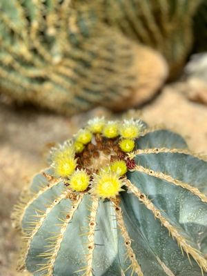 San Antonio Botanical Garden by null