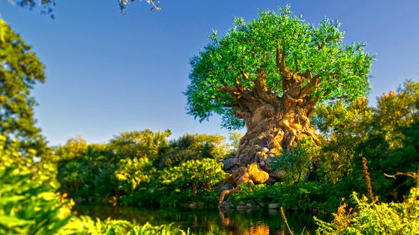 Disney Animal Kingdom by null