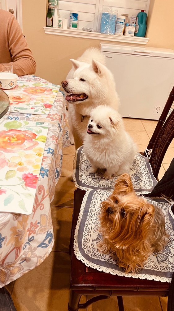 IRONMAYA PET GROOMING 677 Photos & 284 Reviews Pet Groomers 1314