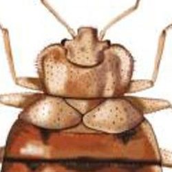 Dick's Fumigation Services - Dick's Fumigation Services, Inc.