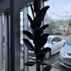 Manzara Cafe - Vibrant plants