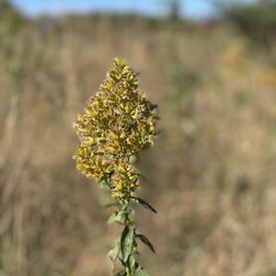 Rice Creek Off-Leash Dog Area - Bees are done