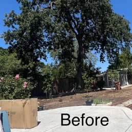 Before picture of trimmed tree