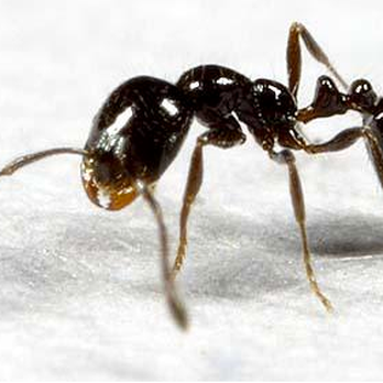 Premier Pest Management - Pest Control Near Me - Naples, Florida