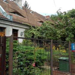 Roślina Cafe