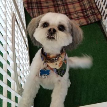 Jo's Pet Spa - Hop is gorgeous! Jokerface! - Pet Groomers Near Me - Norfolk, Virginia