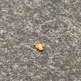 CVS Pharmacy - Dead roach! - Drugstores Near Me - Irving, Texas CVS Pharmacy - Dead roach! - Drugstores Near Me - Irving, Texas
