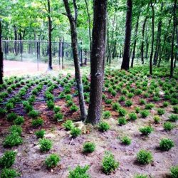 Long Island Natives - Lowbush Blueberry Restoration