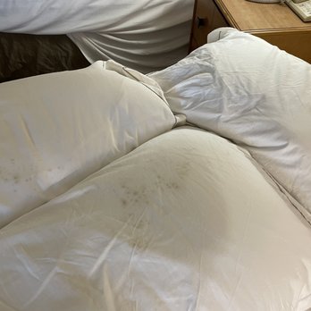 Hilton Santa Clara - Mole on the pillow case - Hotels Near Me - Santa Clara, California