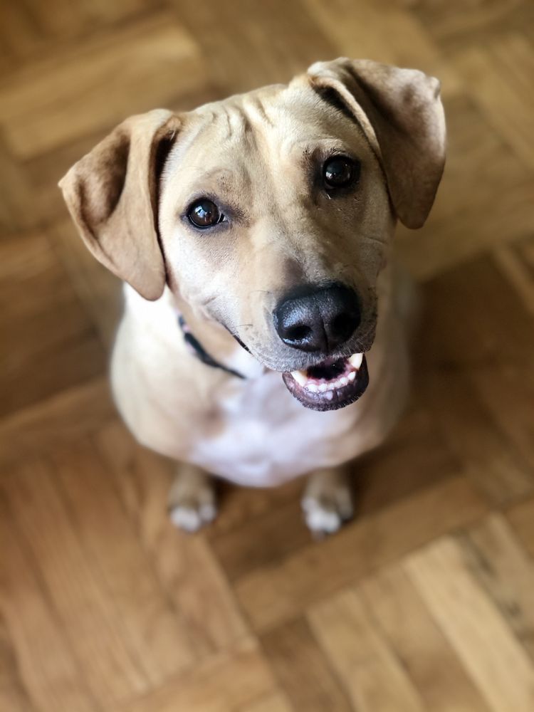 Camden's Yard - pet boarding facility in Alexandria, VA
