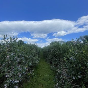Pelkey's Blueberries - Fields - Specialty Food Near Me - Charlotte, Vermont