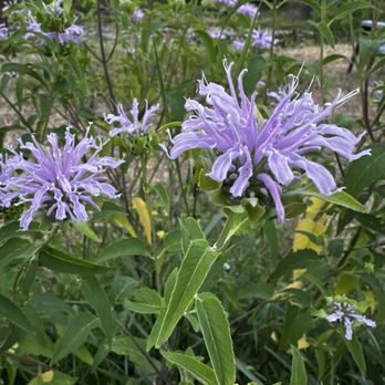 Methow River Lodge & Cabins - Bee balm blooming around patio of cabin (mid July) - Hotels Near Me - Winthrop, Washington Methow River Lodge & Cabins - Bee balm blooming around patio of cabin (mid July) - Hotels Near Me - Winthrop, Washington