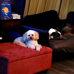 Citizen Canines - Lexi is sitting pretty at Citizen Canines!!