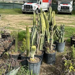 Tierra Blooms Nursery