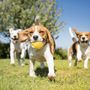Photo of Yinz Dogs