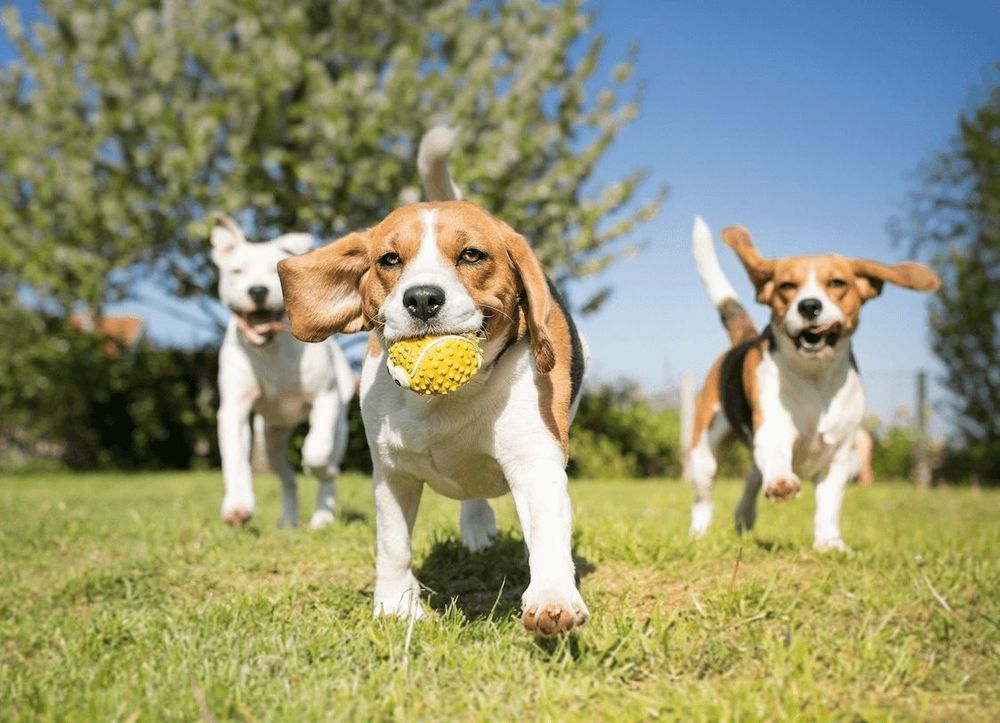 Yinz Dogs - pet boarding facility in Pittsburgh, PA