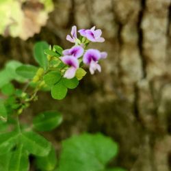 Cascades & Mill Road Trail - Wild flower