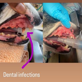 El Cerrito Veterinary Care - The cavity and infected tooth before and after - Veterinarians Near Me - El Cerrito, California El Cerrito Veterinary Care - The cavity and infected tooth before and after - Veterinarians Near Me - El Cerrito, California