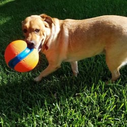 Austin Animal Care