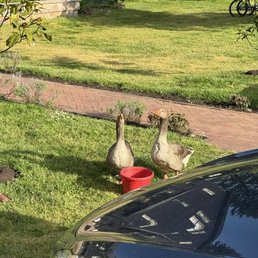 The Wandering Geese of course The Wandering Geese of course
