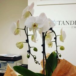 Din Tandläkare i Solna