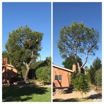 Family Tree Service - Before and after! - Landscaping Near Me Family Tree Service - Before and after! - Landscaping Near Me