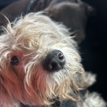 Silky Pet Spa - Before - Pet Groomers Near Me - Scottsdale, Arizona Silky Pet Spa - Before - Pet Groomers Near Me - Scottsdale, Arizona