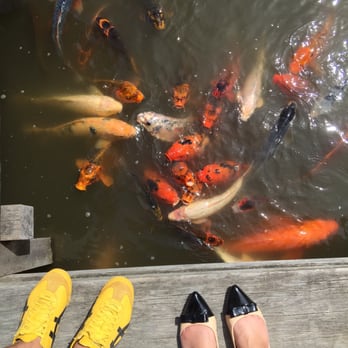 Washington Park Arboretum - Koi! - Parks Near Me - Seattle, Washington Washington Park Arboretum - Koi! - Parks Near Me - Seattle, Washington