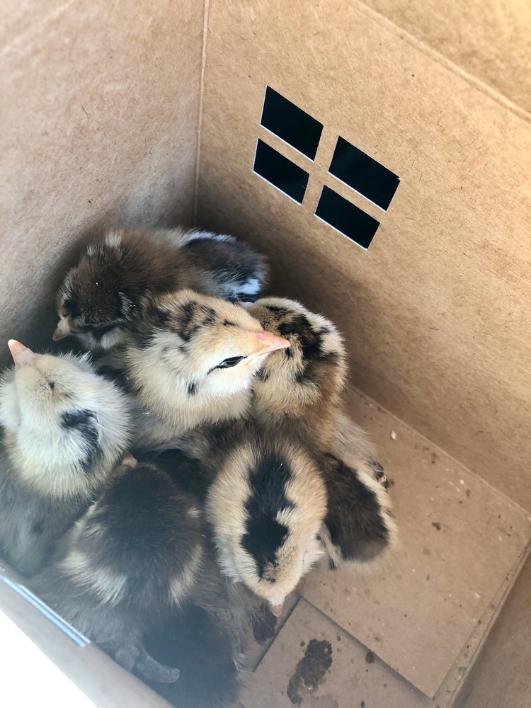 RODIE’S FEED & PET SUPPLY 35 Photos & 31 Reviews 8863 Marsh Creek