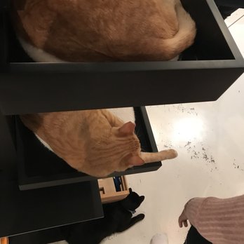 KitTea - Pet Adoption Near Me - San Francisco, California