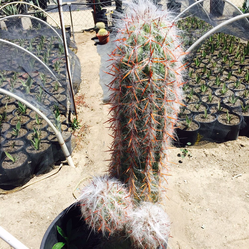 Sal’s Cactus Mart - Nurseries & Gardening Near Me - Fillmore, California Sal’s Cactus Mart - Nurseries & Gardening Near Me - Fillmore, California