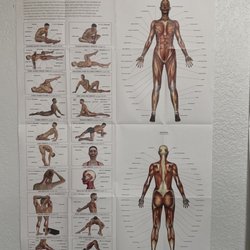 Absolute Therapeutic Massage - Stretching chart