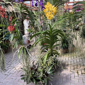RF Orchids - Nurseries & Gardening Near Me - Homestead, Florida