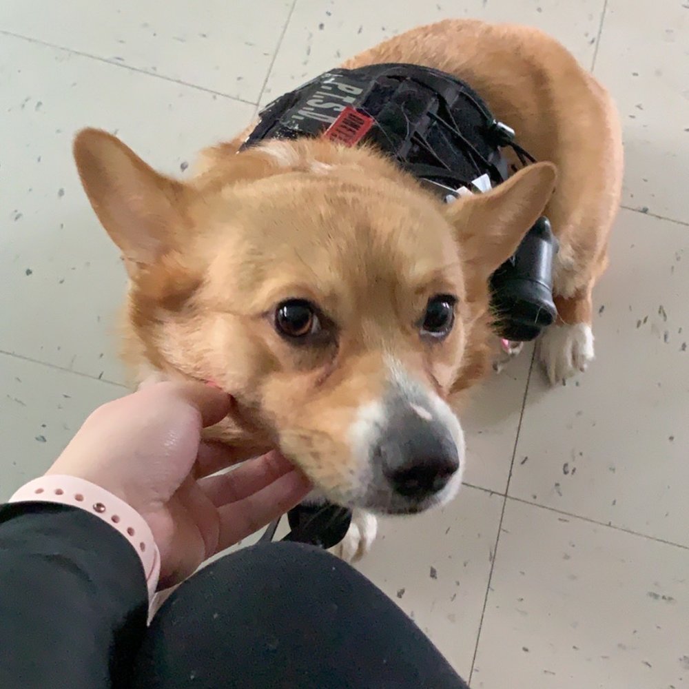 Bulletproof Dog Training - Best Service pup - Pet Training Near Me - Cincinnati, Ohio Bulletproof Dog Training - Best Service pup - Pet Training Near Me - Cincinnati, Ohio