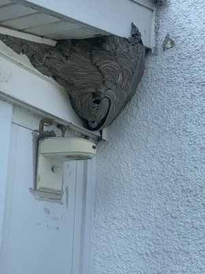 Safely Rid Your Property of Wasp Nests - Are menacing wasps turning your outdoor haven into a danger zone? Don't let fear of stings keep you indoors. With our expert wasp removal techniques, you can eliminate these buzzing pests and reclaim your peace of mind. Safely Rid Your Property of Wasp Nests - Are menacing wasps turning your outdoor haven into a danger zone? Don't let fear of stings keep you indoors. With our expert wasp removal techniques, you can eliminate these buzzing pests and reclaim your peace of mind.