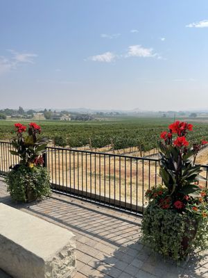 Koenig Vineyards by null