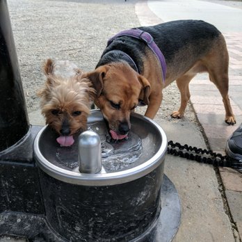 Madison Park At Suwanee Town Center - Water fountain for dogs! - Parks Near Me - Suwanee, Georgia Madison Park At Suwanee Town Center - Water fountain for dogs! - Parks Near Me - Suwanee, Georgia