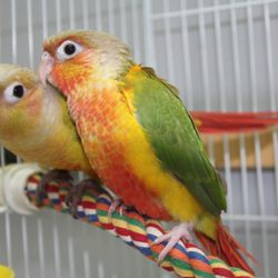 Feathered Friends - Pineapple and Diluted Conure babies