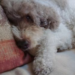 Beg n Bark Petsitting - Call us to book your holidays in advance for pet care in your home