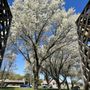 Photo of Cancer Survivors Park